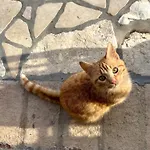 Azzurro Di Vallepietra カントリーハウス